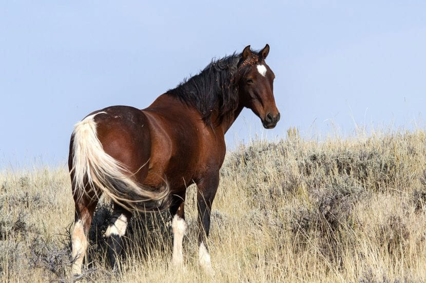 Mustang caballo