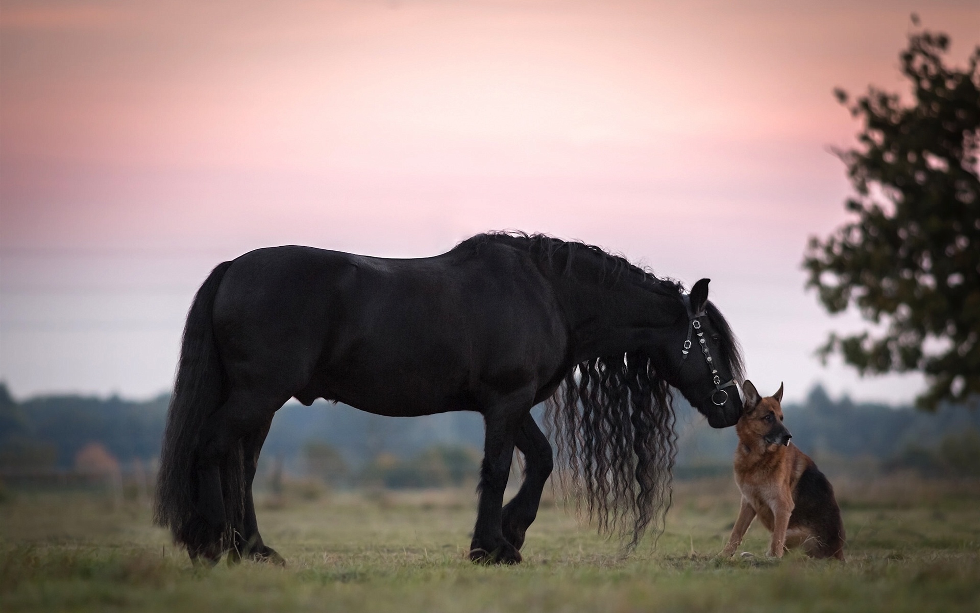 Beneficios de tener un pastor alemán para cuidar los caballos